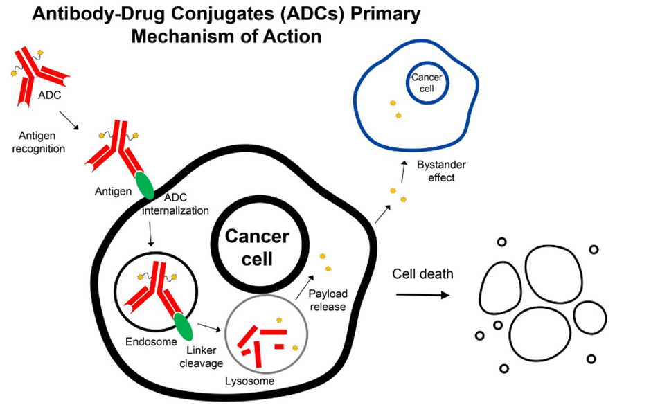 rimary mechanism of action of ADCs. After recognizing its target antigen on the cancer cell surface, the ADC is internalized and the payload is released causing cell death or can cross the cell membrane and cause cell death of neighboring cells.