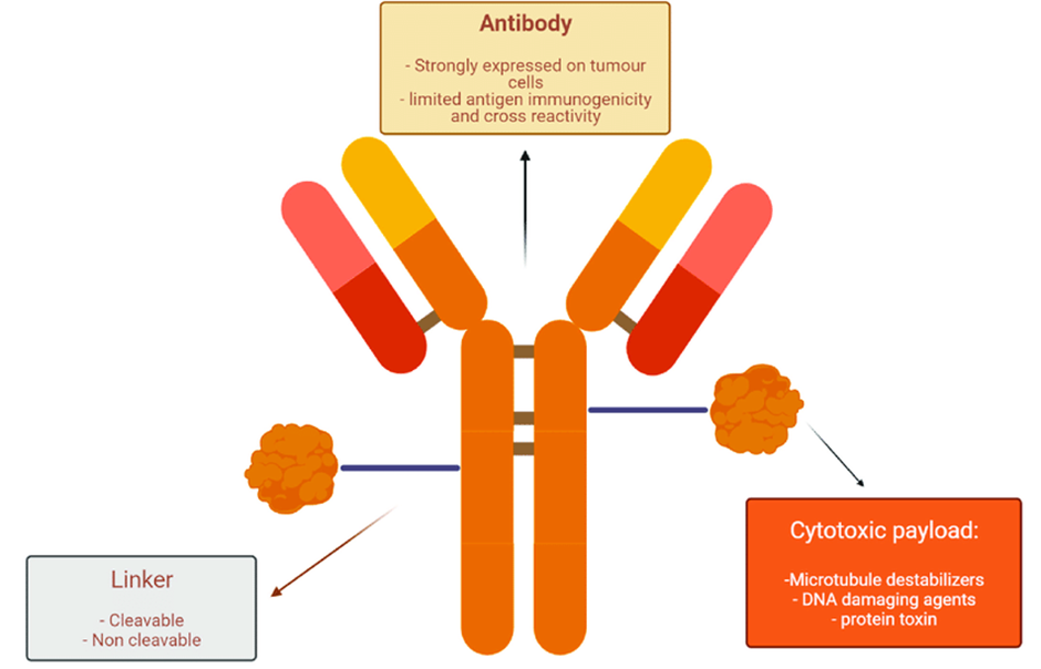 Structure and main functions of antibody-drug conjugate components.