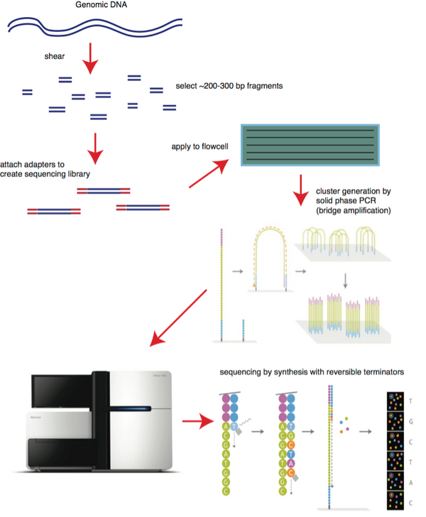 A quick overview of DNA and DNA sequencing - ILMN, PACB and ONT