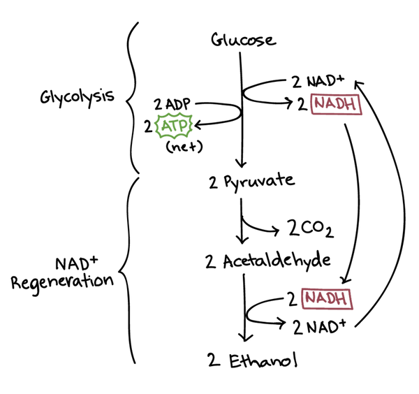 Synthetic Biology is poised to breath new life into fermentation