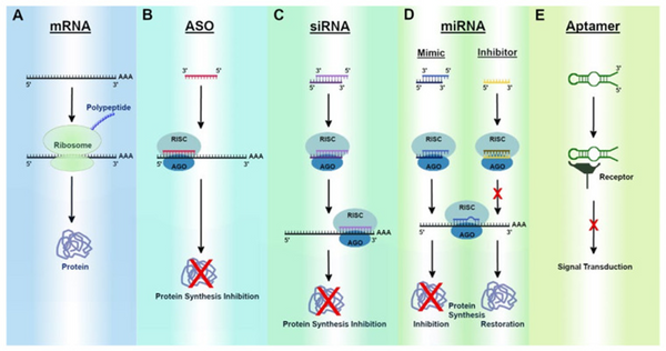 Exploring Drug Modalities Small Molecules Biologics Rna Cell Gene